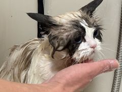 -悠尼宠物·独立低压伊珊娜洗护·美容·寄养(兰谷路店)