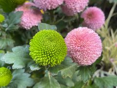 -杭州植物园