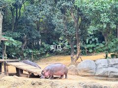 -广州长隆野生动物世界