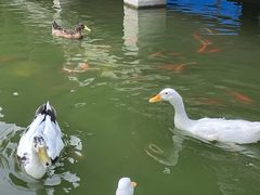 -团结湖公园