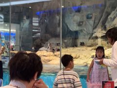 -帝企鹅自助餐厅•儿童岛•真企鹅(长隆企鹅酒店)