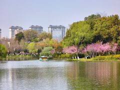 -青枫公园