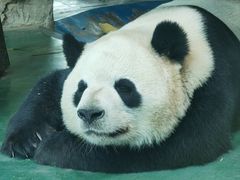 -成都动物园