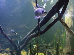 -悉尼海洋生物水族馆