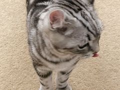 -猫友咖啡店(玉林西路店)