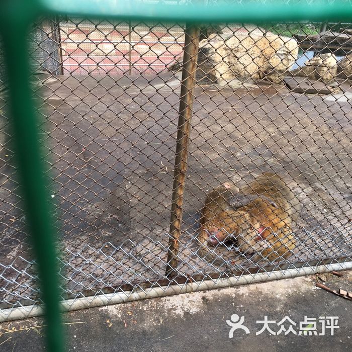 罗庄动物园图片-北京动物园-大众点评网