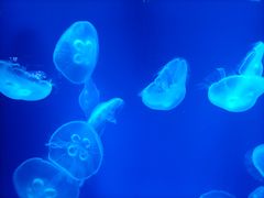 -成都浩海立方海洋公园