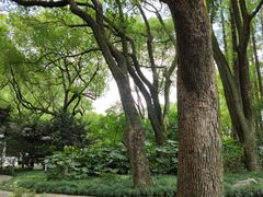 -上海醉白池公园