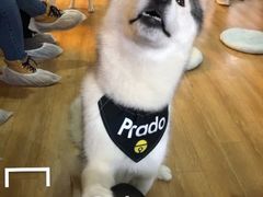 -Husky Go! 哈士奇体验馆·宠物咖啡厅狗咖