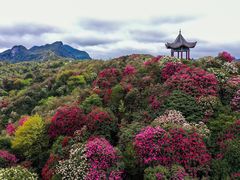 -贵州百里杜鹃风景名胜区