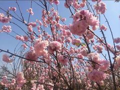 -天适樱花悠乐园