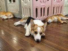 -柯斗斗主题餐厅·狗咖·围炉煮茶·茶饮(国瑞升平里店)