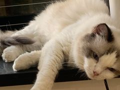 -楼上猫咖(罗湖店)