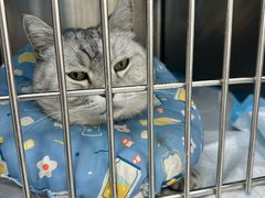-达爱动物医院·犬猫分区·CT·复杂眼科(远洋山水分院)