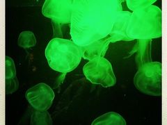 iphone_upload_pic-凯莉-塔尔敦海洋生物水族馆