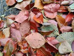 -苏州文庙(姑苏区)