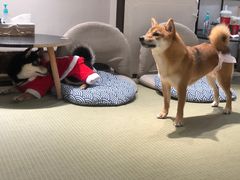 -逗柴咖啡屋·狗咖猫咖宠物桌游