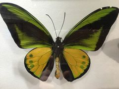 -上海昆虫博物馆