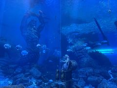 -哈尔滨波塞冬海底世界