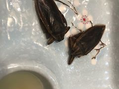 -了能菜·传统特色粤菜·虫宴