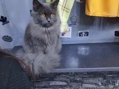 -Kpasta韩式意大利面