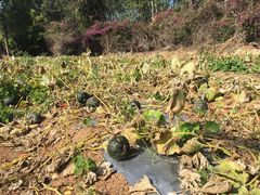 -海堤葡萄园中小学生研学基地