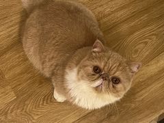 -滚猫咖啡·猫咖·猫友好撸猫(未来城店)