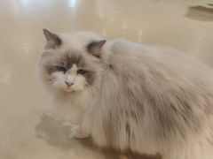 -藏猫猫咖啡主题馆(中央大道店)