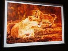 -罗红摄影艺术馆