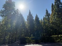 -黄海国家森林公园