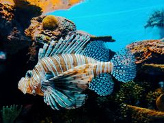-上海海洋水族馆