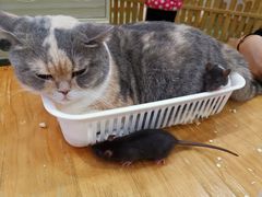 -藦茜花园宠物主题亲子互动体验馆(国顺东路店)