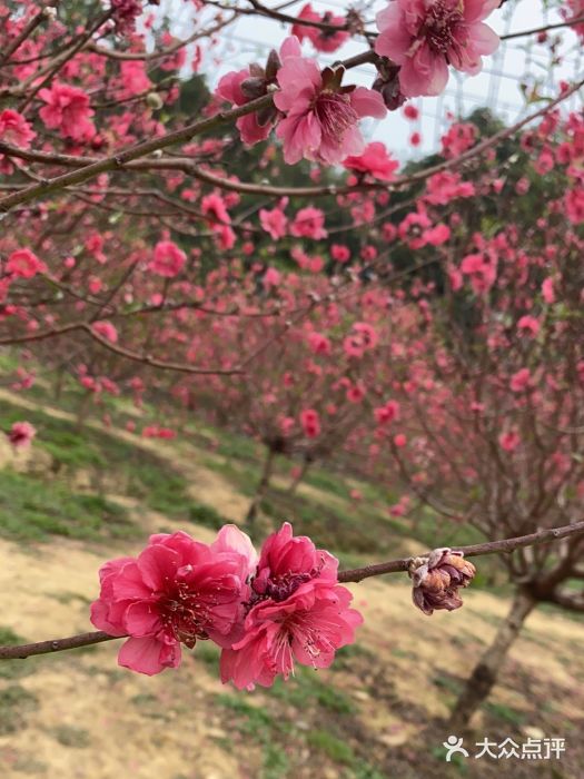南国桃园旅游度假区图片