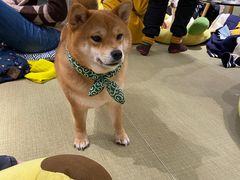 -逗柴咖啡屋·狗咖猫咖宠物桌游