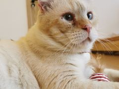 -猫腻·猫咖·撸猫馆(星光大道店)