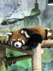 -Zoolung Zoolung动物主题公园(海信广场店)