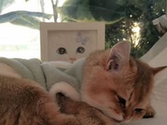 -纳吉亚猫专科动物医院·北北分院