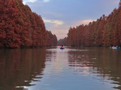 -上海海湾国家森林公园