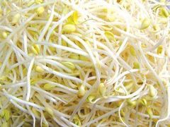 豆芽-颜氏牛肉馆
