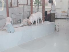 -共舞时光猫咖·狗咖(新街口店)