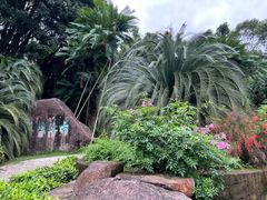 -深圳仙湖植物园