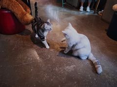 -咖法森林·咖啡  酒吧(天河店)