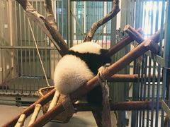 -成都大熊猫繁育研究基地