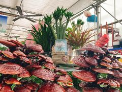 -江阴花鸟市场