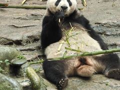 -都江堰中华大熊猫苑