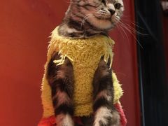 -猫色咖啡·猫咖