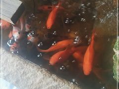 -冯记白土岗辣子鸡