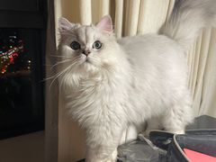 -猫大福·Fortune Cat猫舍(百子湾店)
