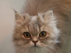 -平行世界·猫咖(首经贸店)