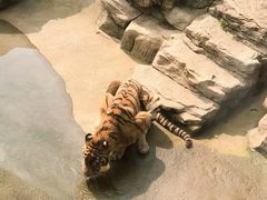 -深圳野生动物园